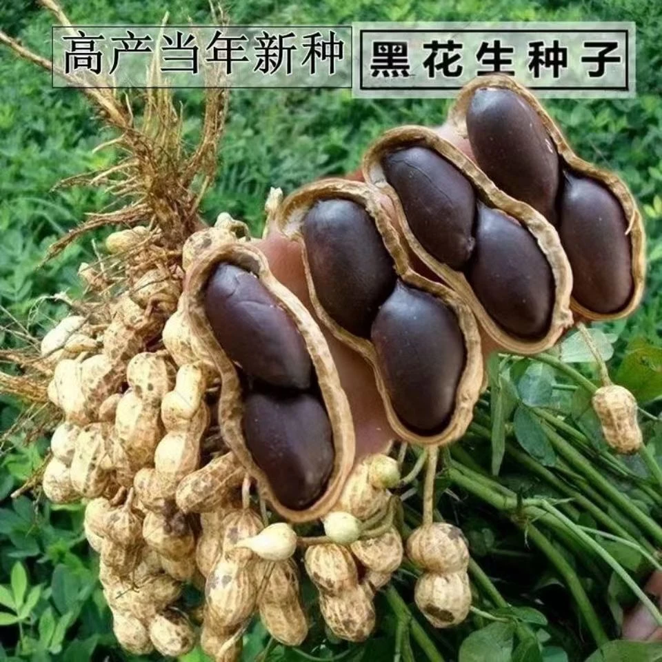 绿宝黑花生种子带壳黑花生种子花生种子可生食可做种高产花生籽