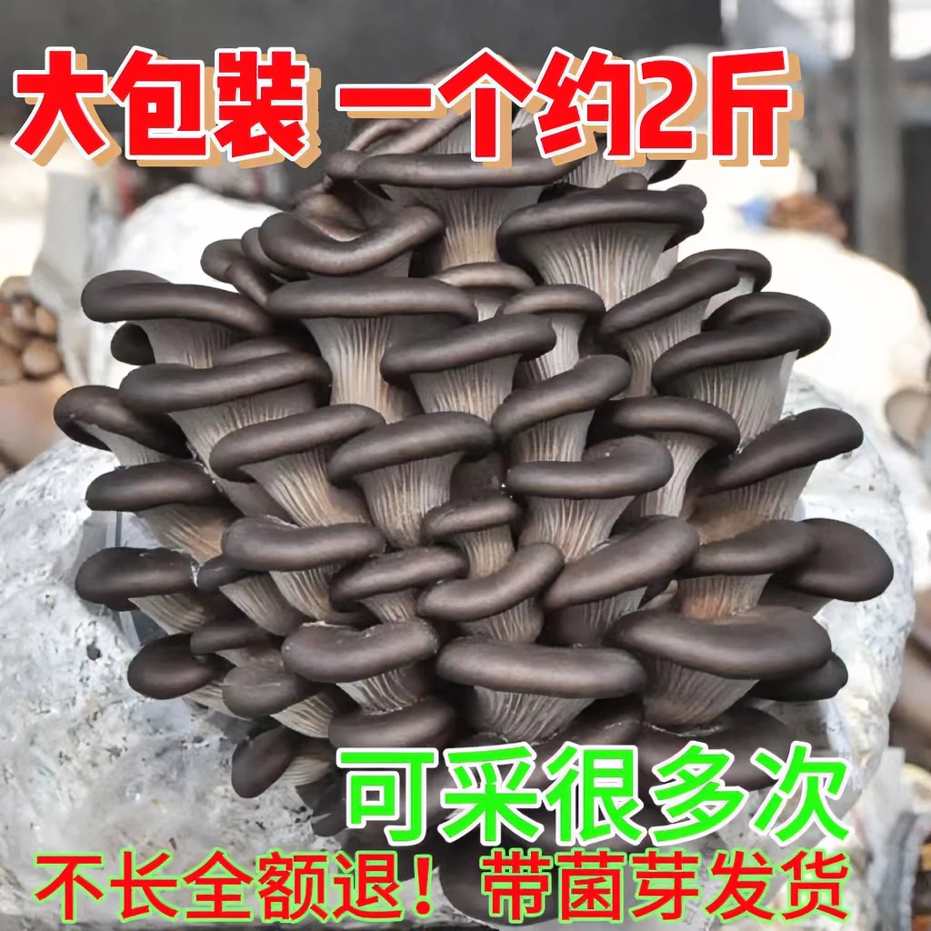 【买一发三】可食用菌种家种蘑菇菌包家庭室内棒种植包新鲜冬菇包