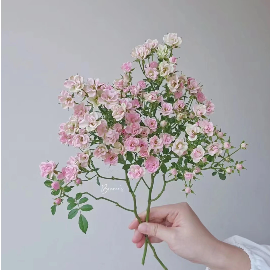 【3棵包邮】超微月季小苗微型月季开花机器