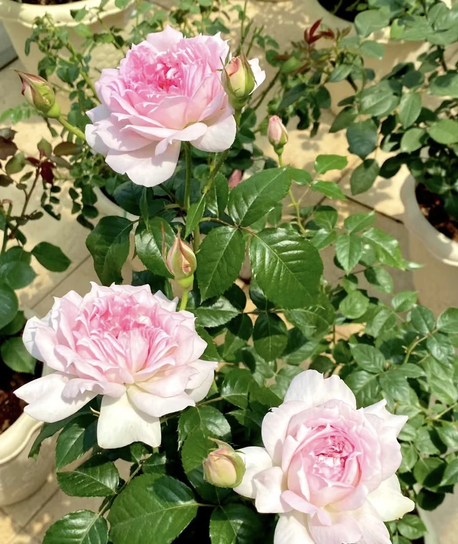 【3棵包邮】镂空 河本新品 超仙 浓香 耐热 灌木月季小苗