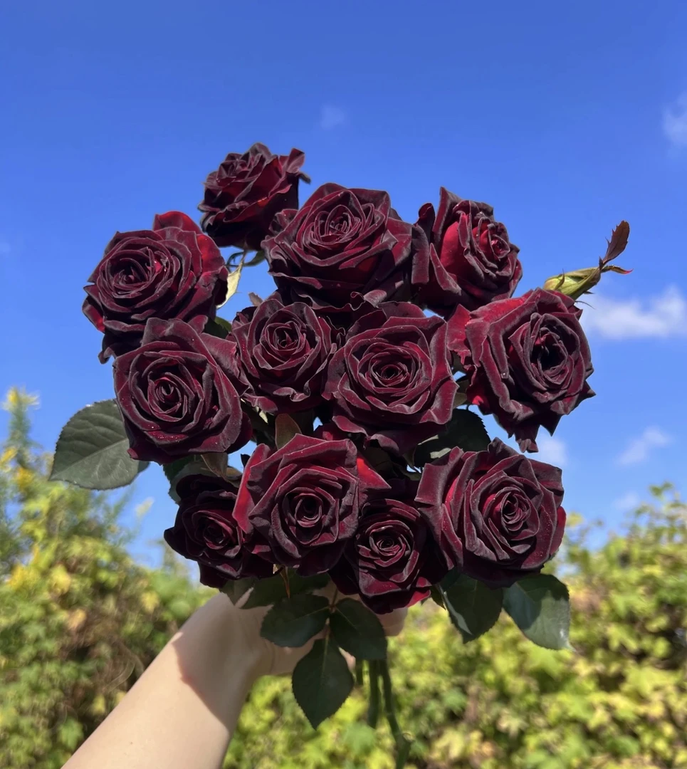 【3棵包邮】黑巴克正品小苗灌木月季小苗绿植