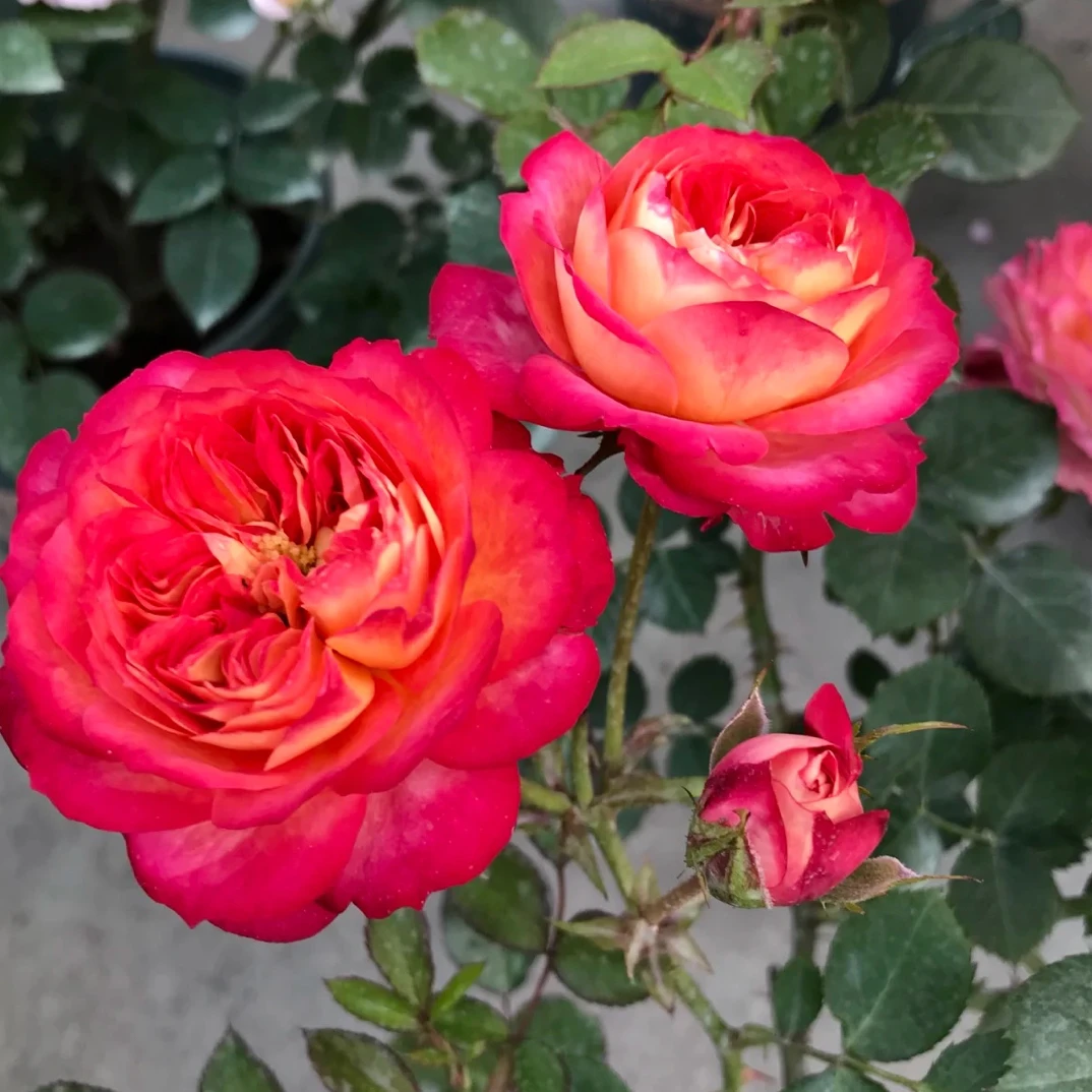 【3棵包邮】藤宝贝 爆花 多头 爬藤 月季小苗