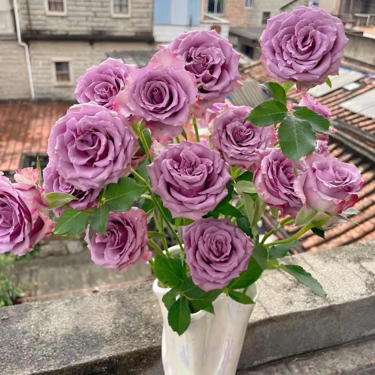 紫霞仙子 切花 灌木 月季小苗
