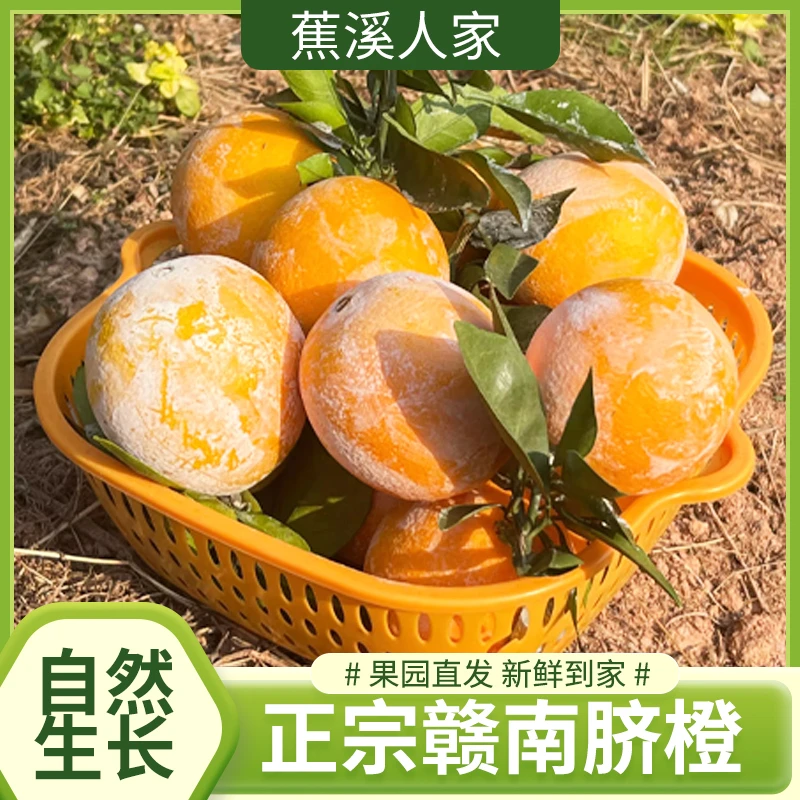 京东发货正宗赣南脐橙龙勾石灰橙橙子新鲜采摘产直带石灰发货