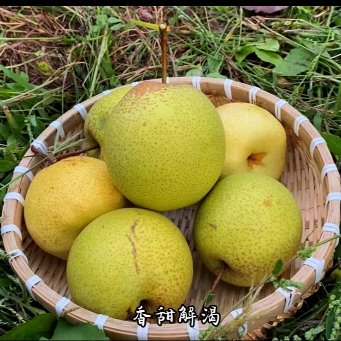 沁水柿庄酥梨脆甜多汁皮薄肉厚当季新鲜梨子整箱装包邮