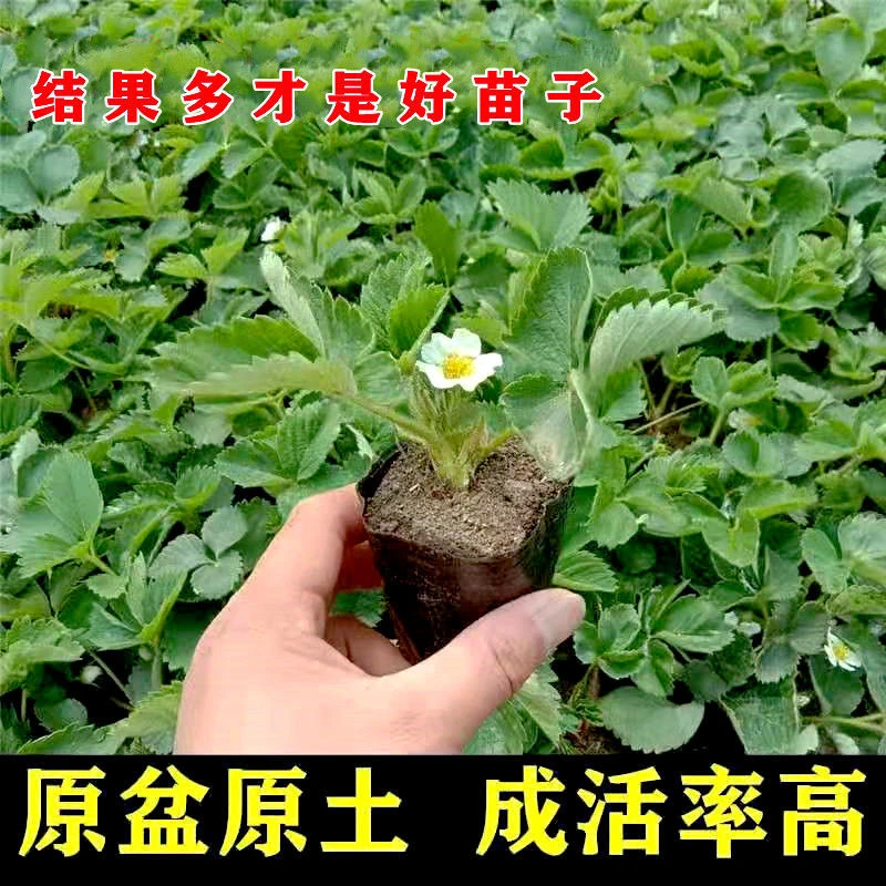 草莓苗原盆原土发货四季盆栽地栽适合南北方庭院阳台久香奶油红颜