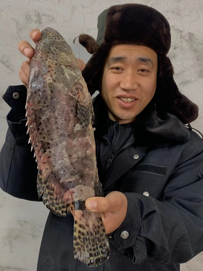 捡漏睡觉石斑鱼/老虎斑 （两斤以上/条）