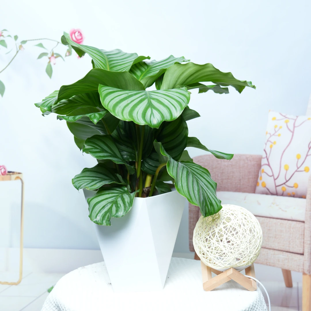 青苹果竹芋盆栽客厅办公室前台好养绿植观叶美观家居植物常青常绿