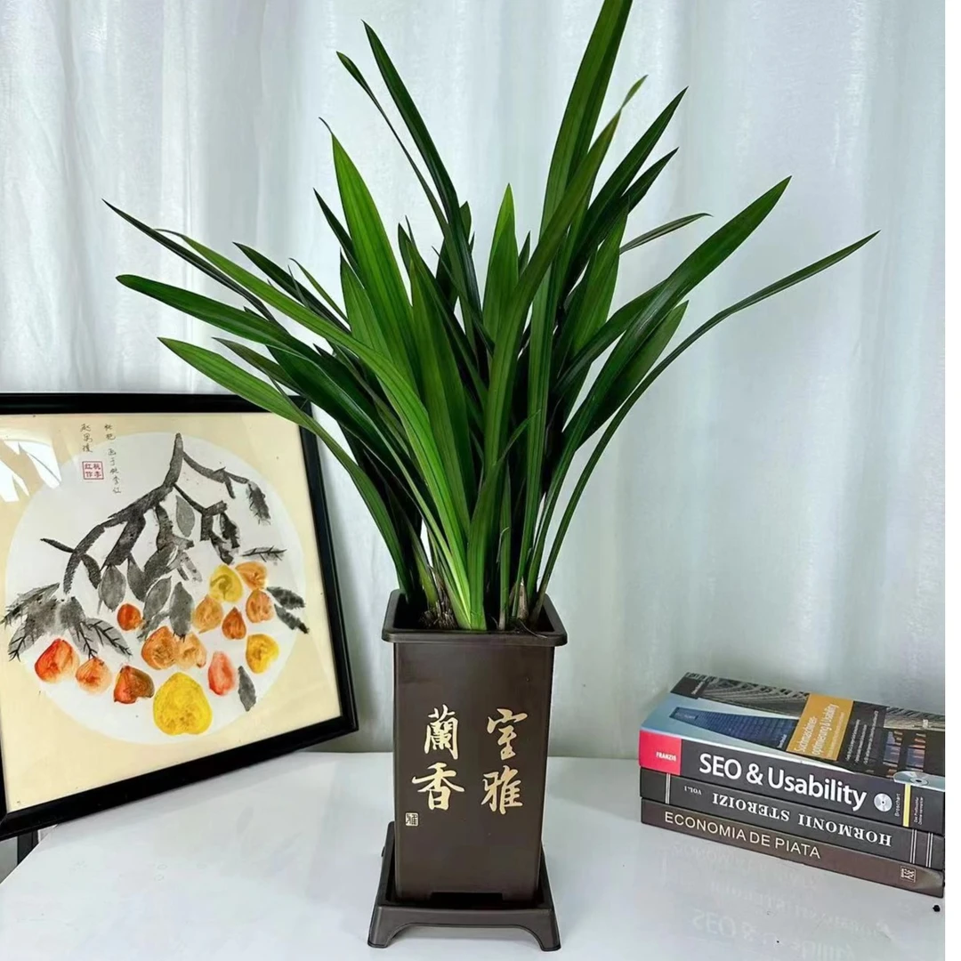 墨兰古风盆花卉绿植室内客厅办公室桌面植物盆栽美观好养鲜活JS