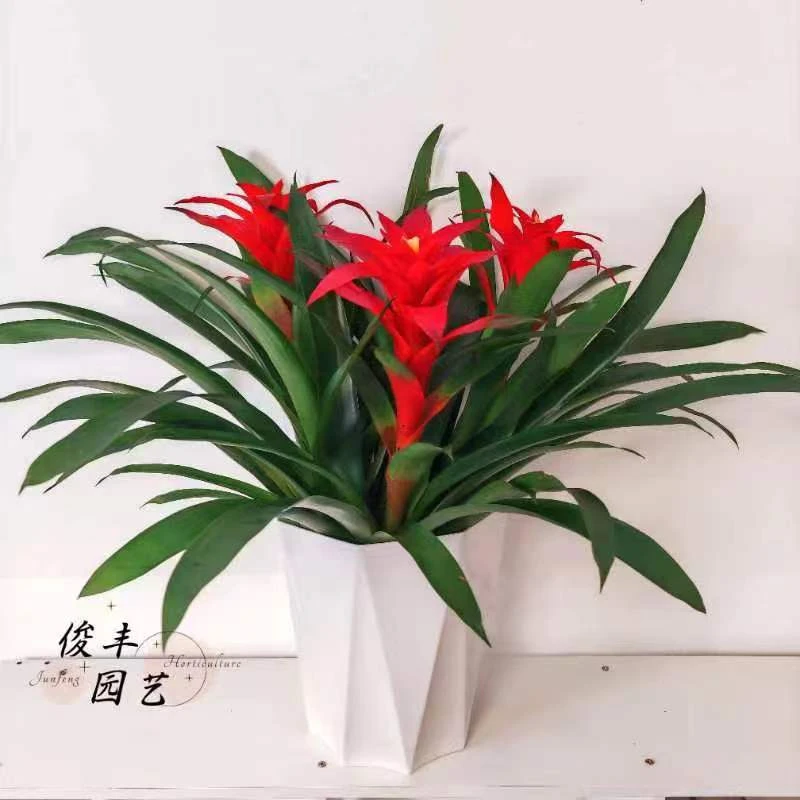 鸿运当头盆栽小红星室内前台好养凤梨花养护办公室客厅美化鲜活