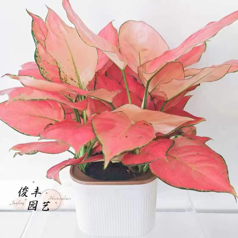 吉利红盆栽红叶植物乔居室内客厅桌面净化空气绿植富贵红好养易活