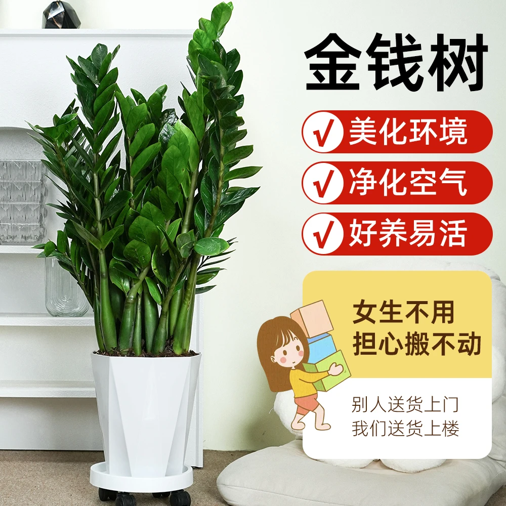 【大型绿植】90-100cm大金钱树盆栽好养美观土培植物室内客厅适用