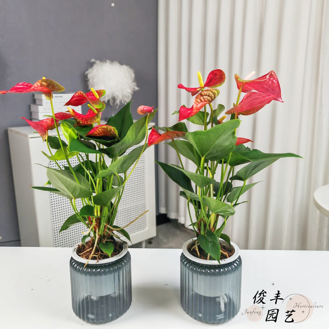 红掌水栽盆栽一帆风顺四季开花不断办公室内卧室室内高档植物美观