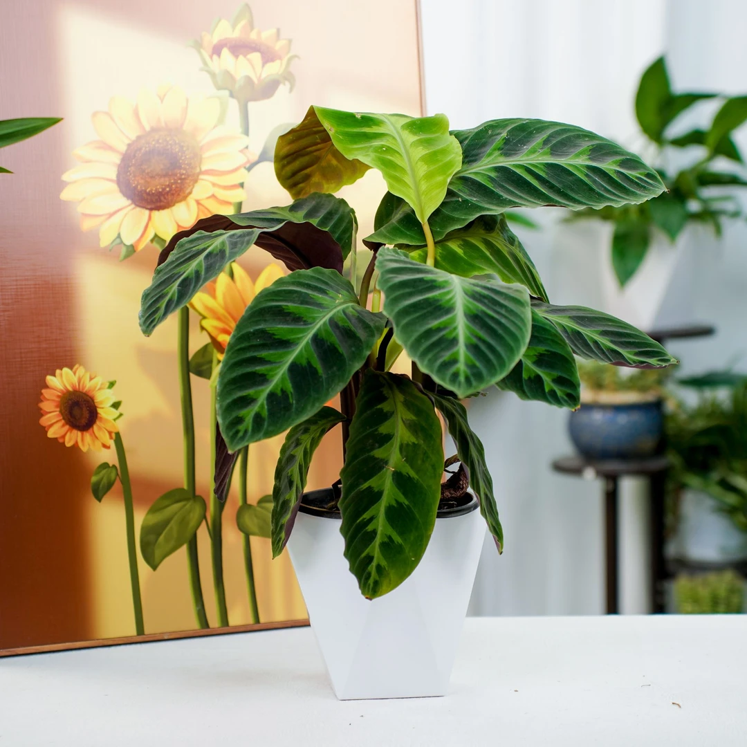 【紫背天鹅绒竹芋】天鹅绒竹芋室内植物北欧风客厅绿植观叶