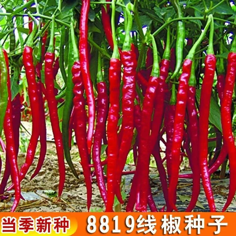 【今年新种】8819长辣椒种子香辣红线辣椒种子春秋盆栽大田蔬菜种籽