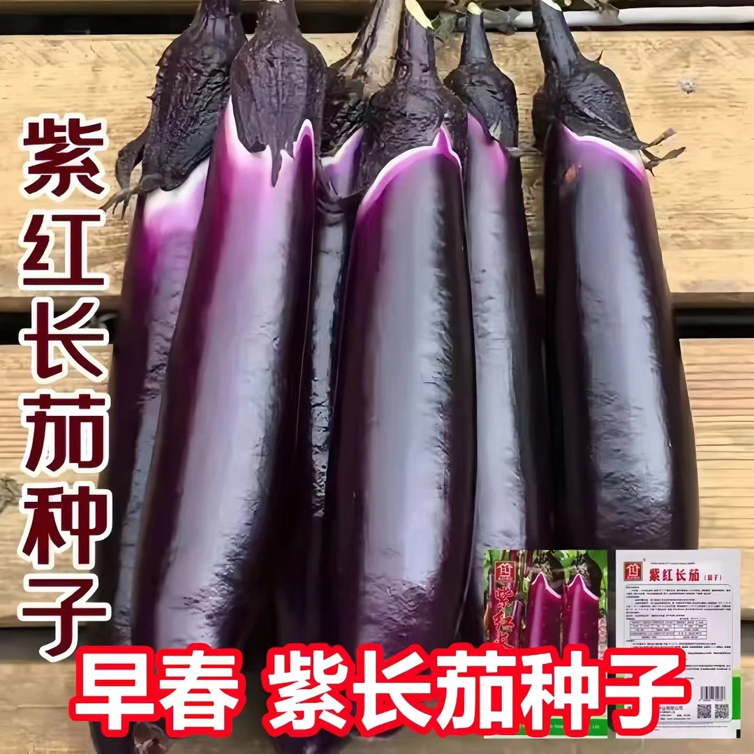 紫红长茄种子黑又亮耐热耐湿抗病老品种长茄种子庭院阳台蔬菜种子