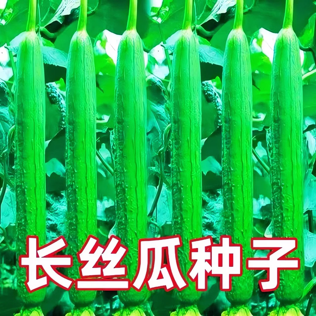 香甜长香丝瓜种子早熟长顺直耐热爬藤丝瓜种子春秋易成活蔬菜种子