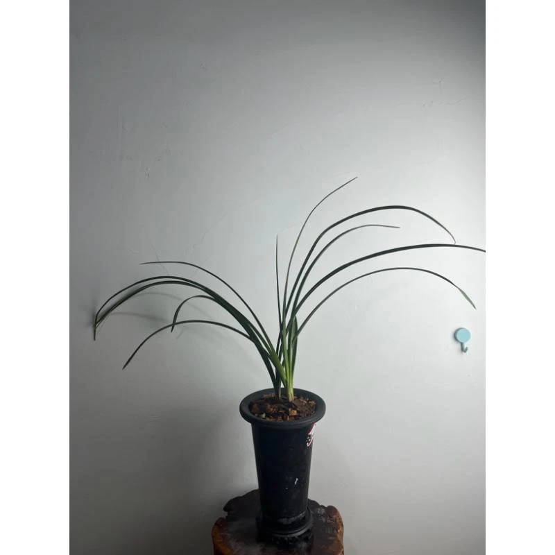 蕙兰传奇色花浓香