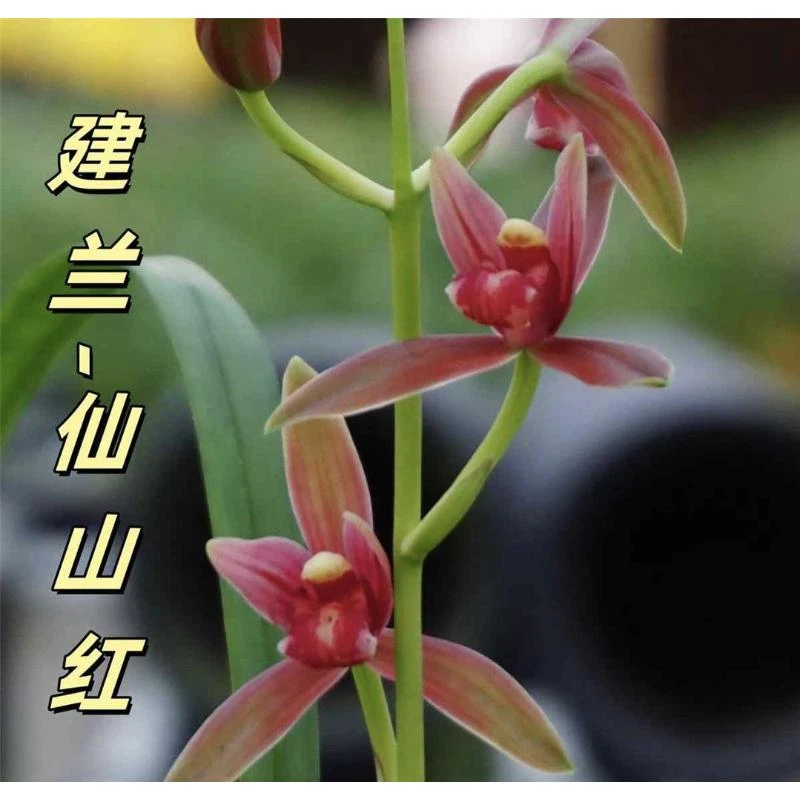 建兰仙山红2苗浓香