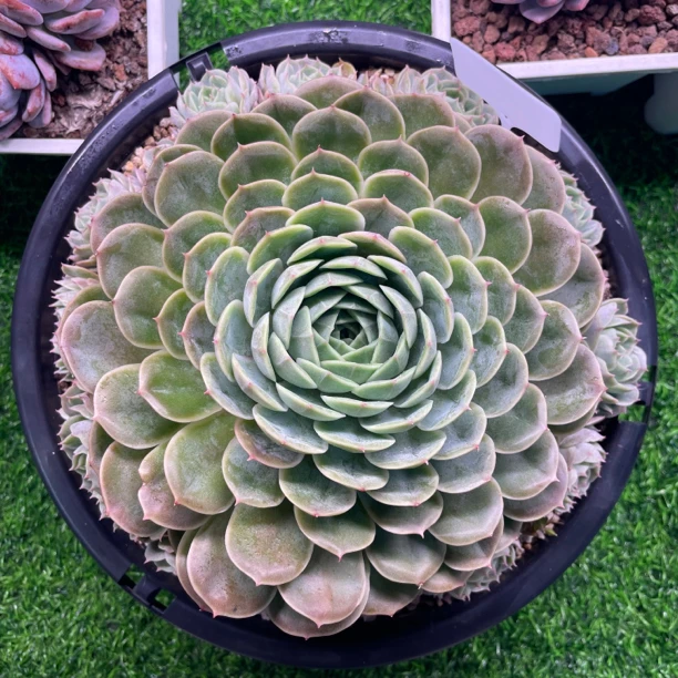 海裔花卉-展示以直播间为准