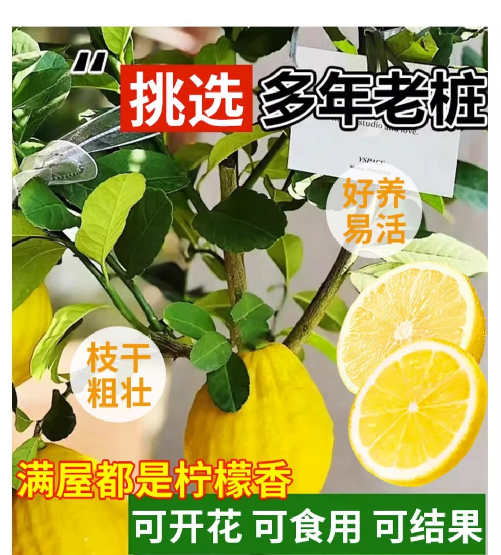 【直播专属】基地直发新品种盆景 南北方种植！
