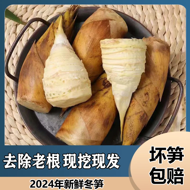 何家洞新鲜采摘应季冬笋 精品小笋