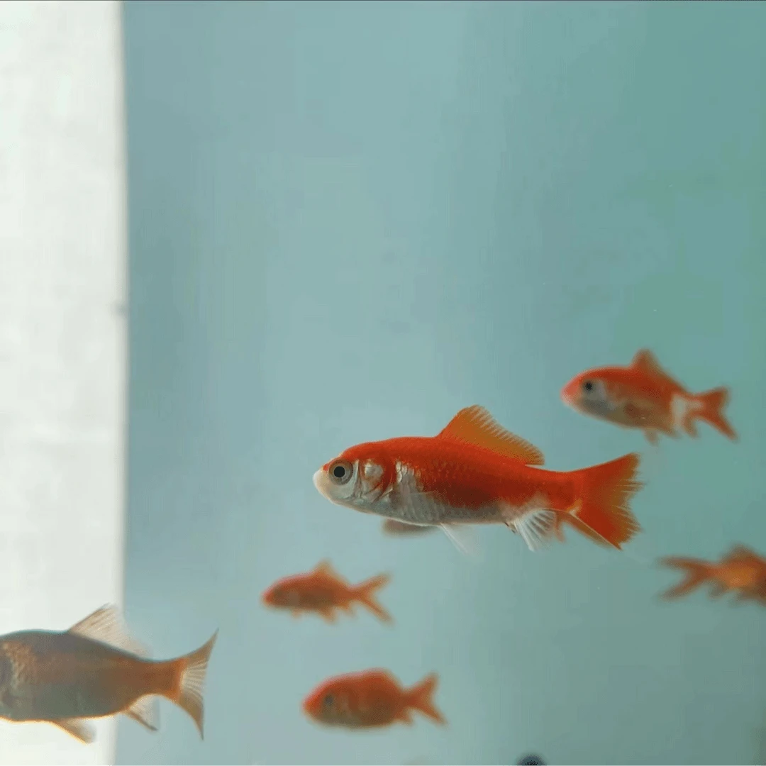 活体鱼金鱼包邮ss