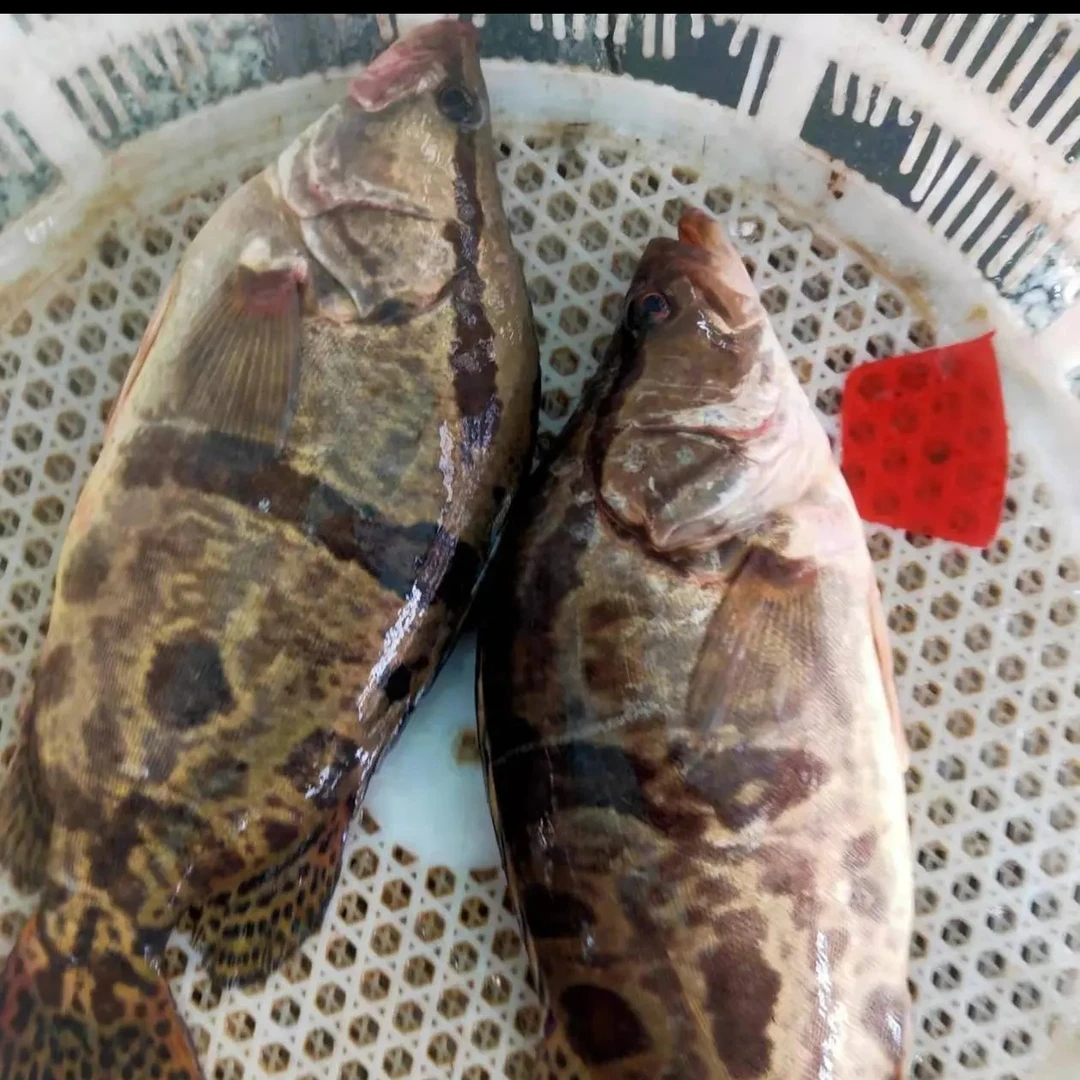 黑龙江抚远特产鳌花鱼