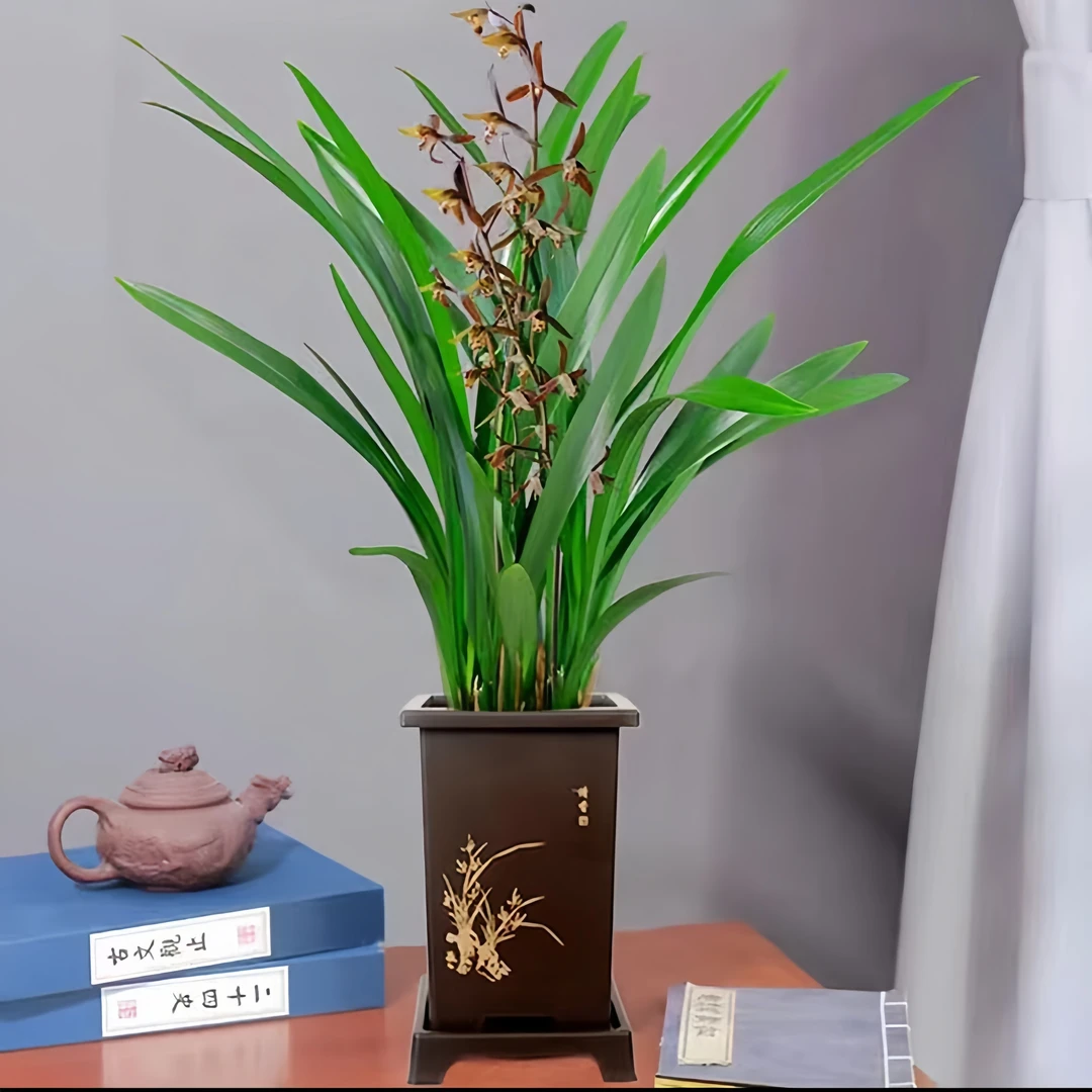 （零下五度）年宵浓香兰花墨兰带花苞发货室内净化空气去甲醛植物