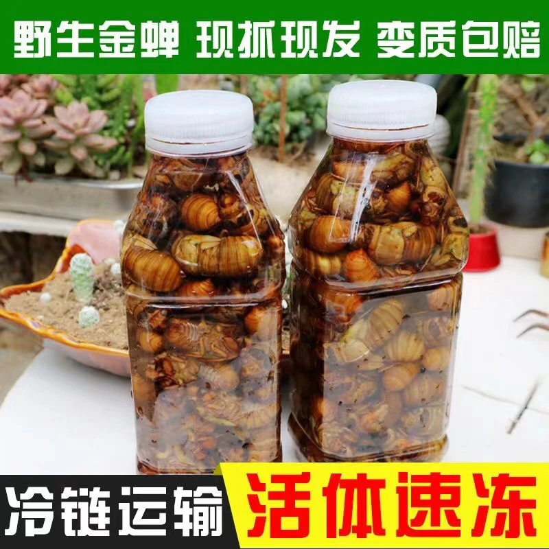 2024年鲜活速冻新鲜知了猴姐猴金蝉顺丰包邮