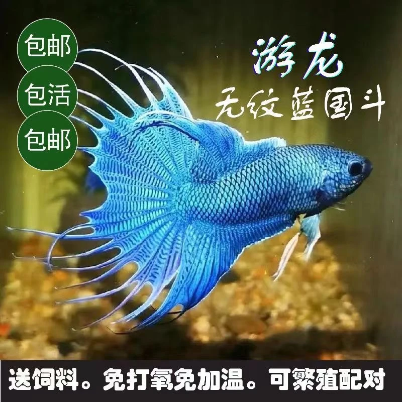 【直播间专用一物一拍】中国斗鱼 观赏鱼 无纹蓝蛇纹黄金多品种混搭