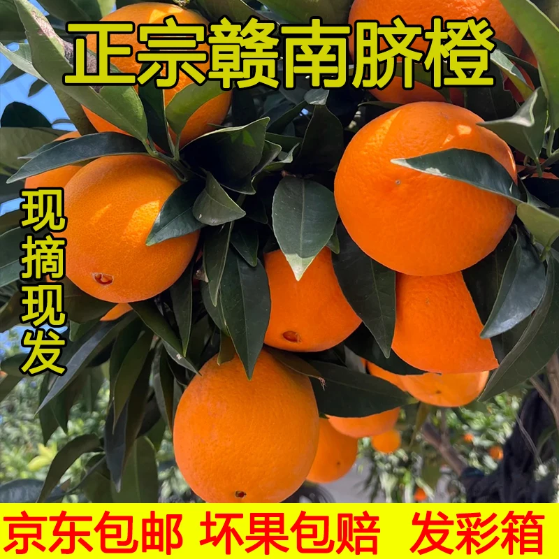 京东包邮正宗赣南脐橙新鲜水果当季手剥橙赣州果园产地直发