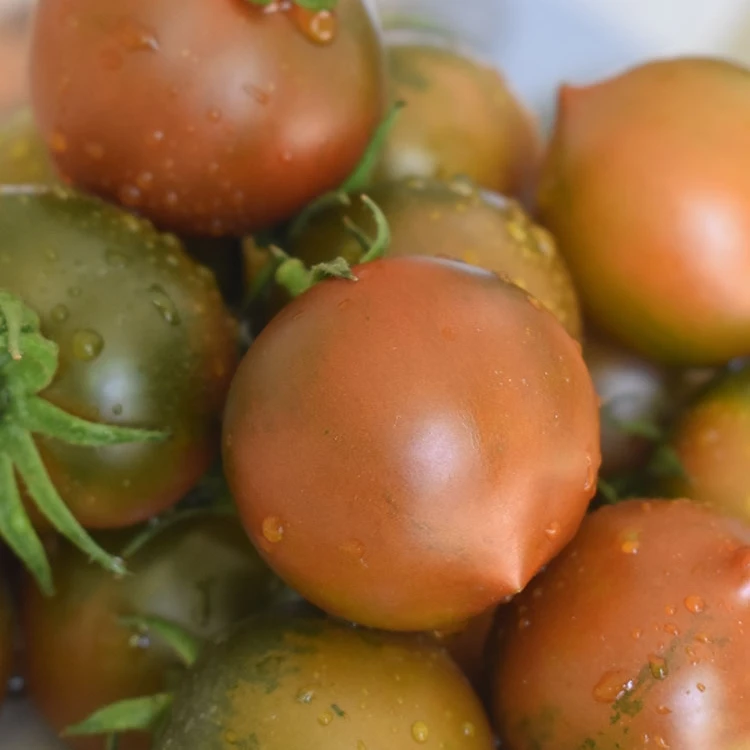 顺丰现发新鲜紫黑春桃西红柿黑番茄黑春桃儿童孕妇生吃水果3斤/5