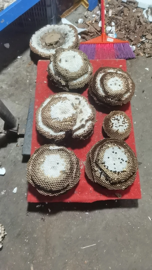 新鲜大黑蜂土蜂带壳发货红娘条子金环蜂蛹