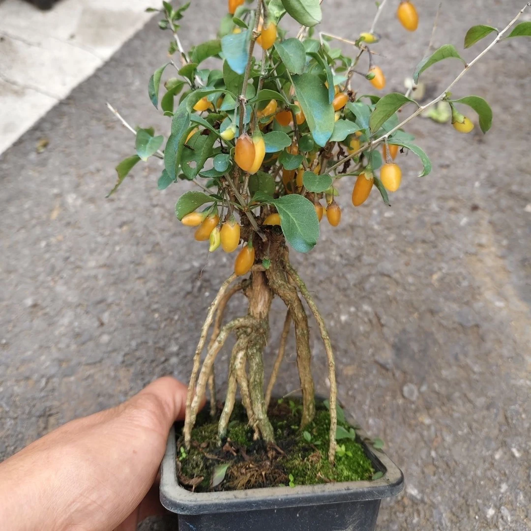 黄枸杞水晶黄透明黄盆景绿植精品