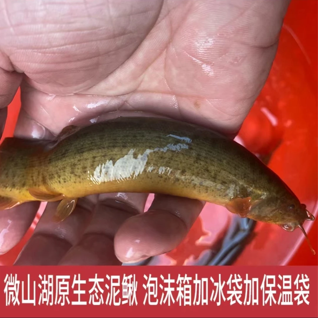 微山湖原生态大泥鳅 鲜活发货 冷链保鲜