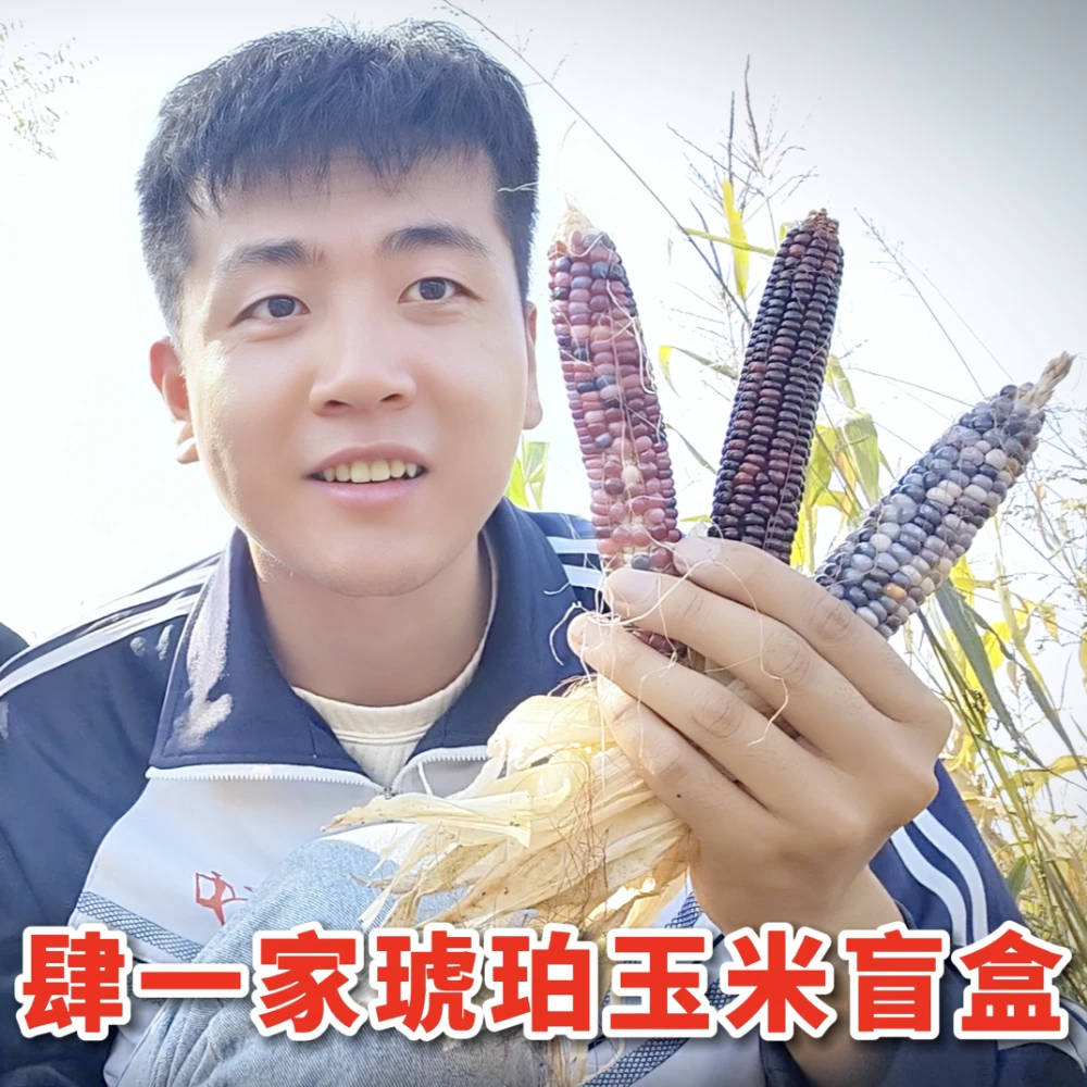 记录生活的肆一琥珀文玩小玉米盲盒2根天然农产品