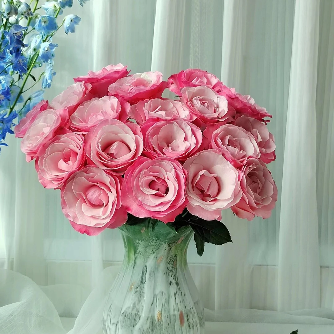 和弦【星辰花园 】1加仑/3升盆月季修剪养护开花下单发货挑选到货