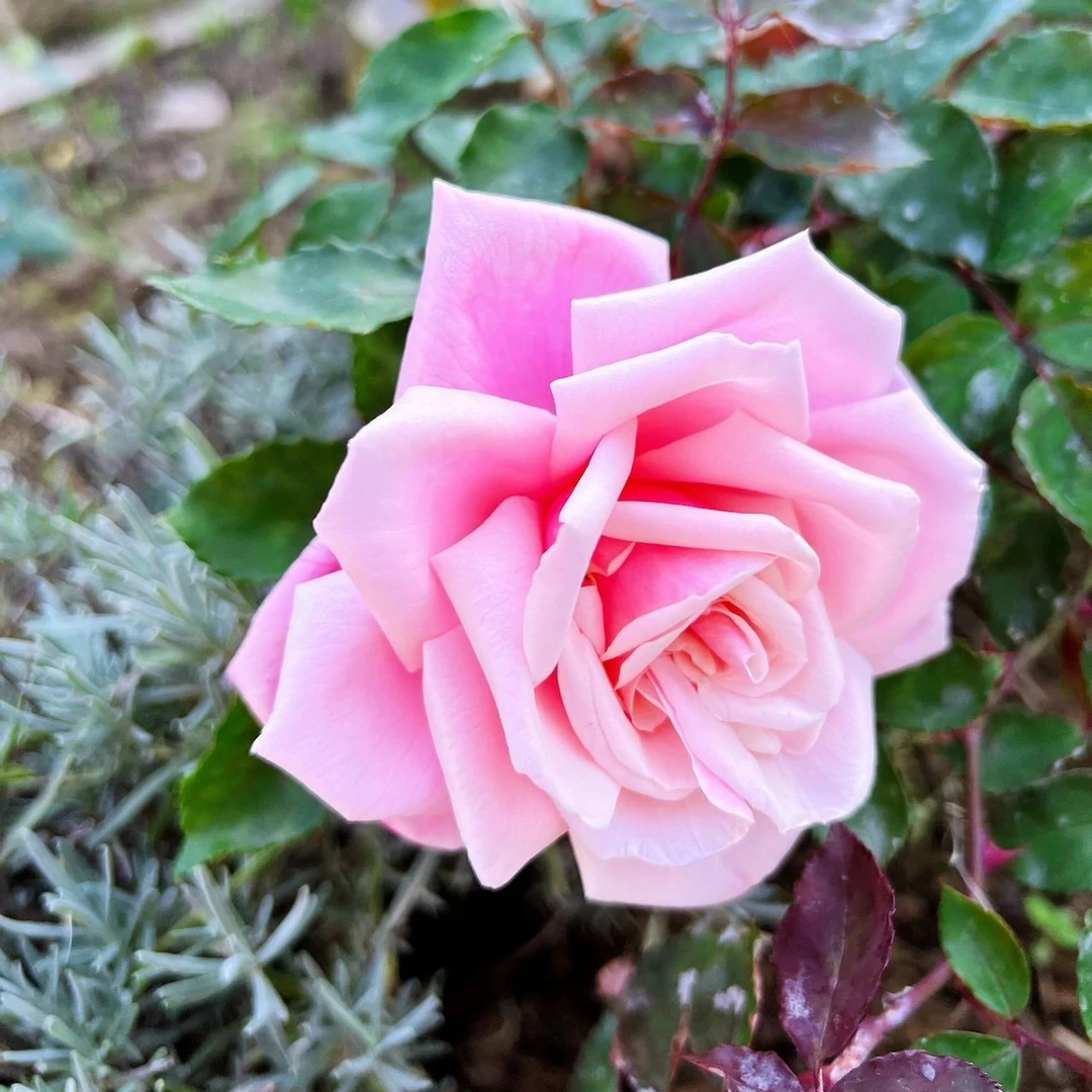 法兰西花园 【星辰花园 】 0.7加仑/2升盆扦插月季 修剪养护开花