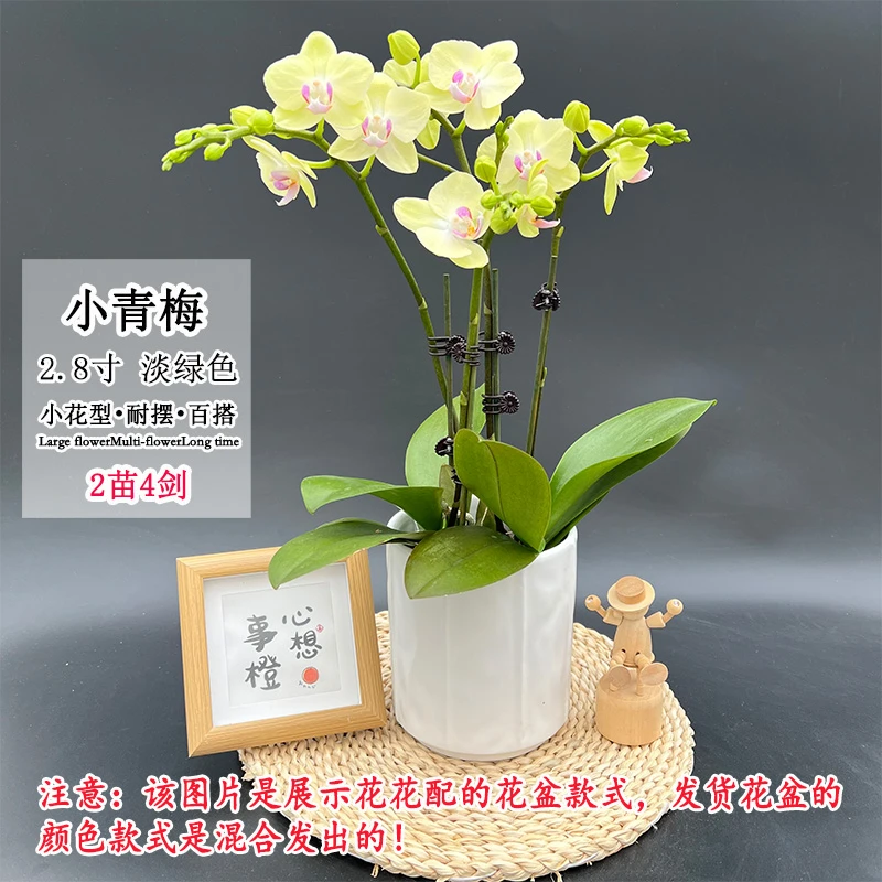 【小青梅】双花剑 小花型 新品蜡质矮株型蝴蝶兰室内桌面绿植摆件