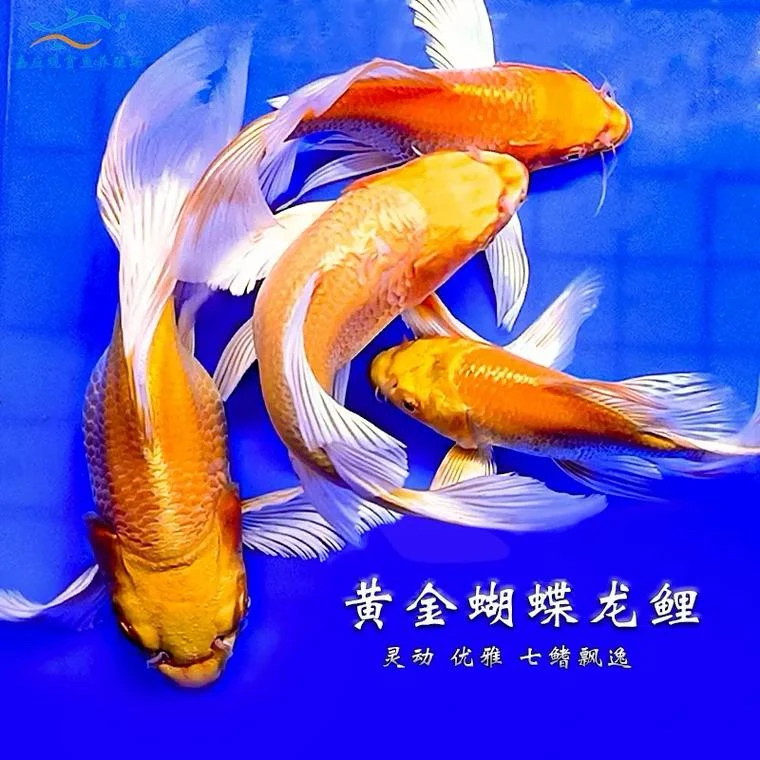 开播福利，精品黄红普身蝴蝶鲤