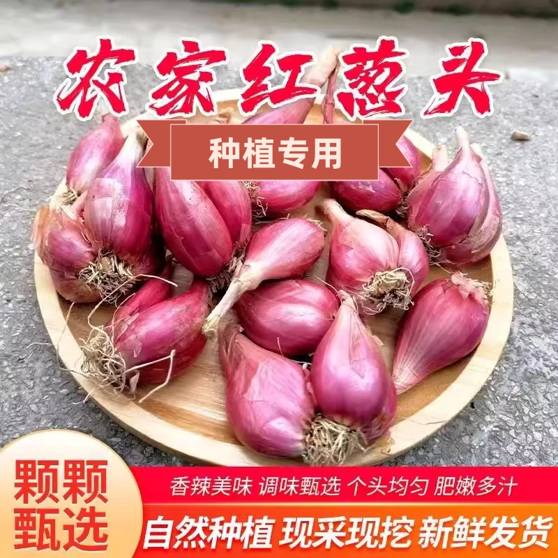 正宗四季火葱头种小香葱葱头种子红葱头苗新鲜盆栽阳台农家