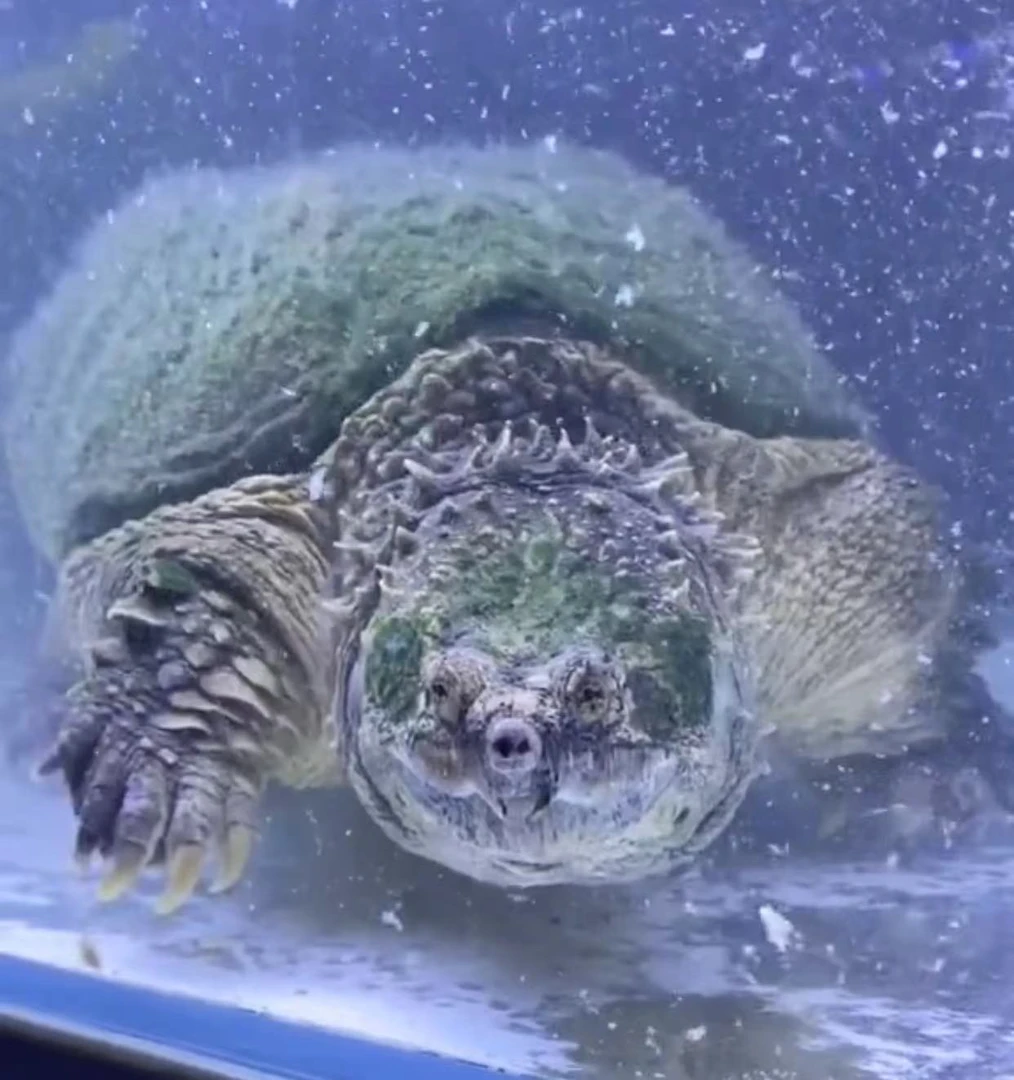 纯佛爆刺鳄 宠物龟直播链接(请勿乱拍，乱拍发粮)