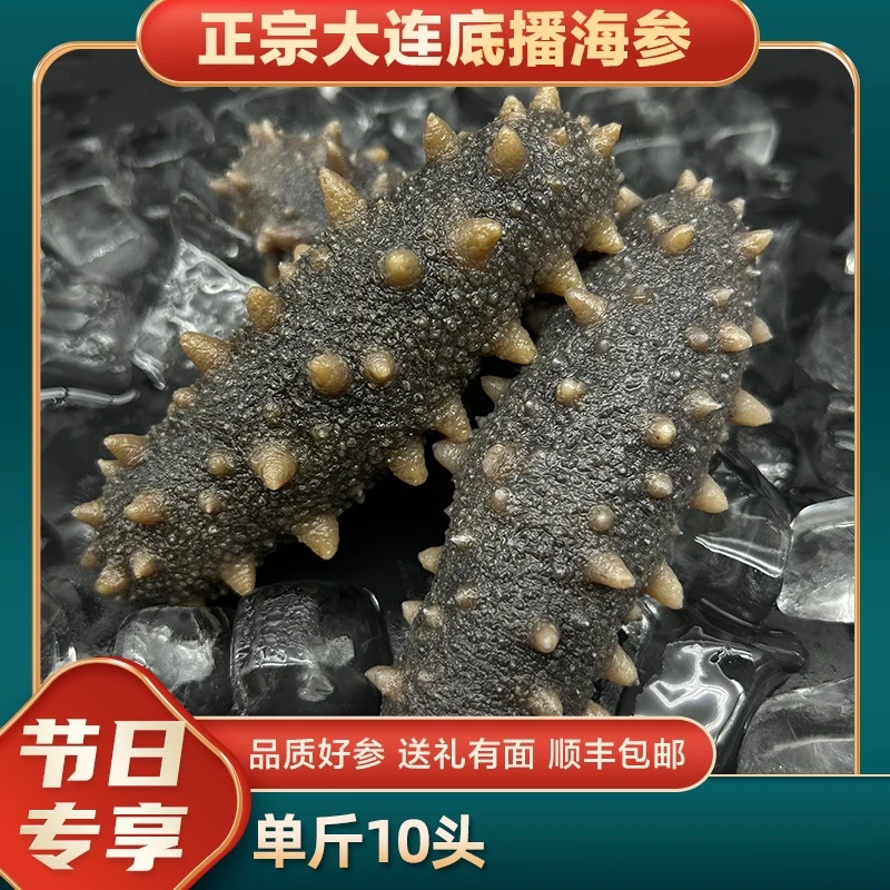 精选大连长海县原产地独立辽参 鲜食品质海参10头/斤