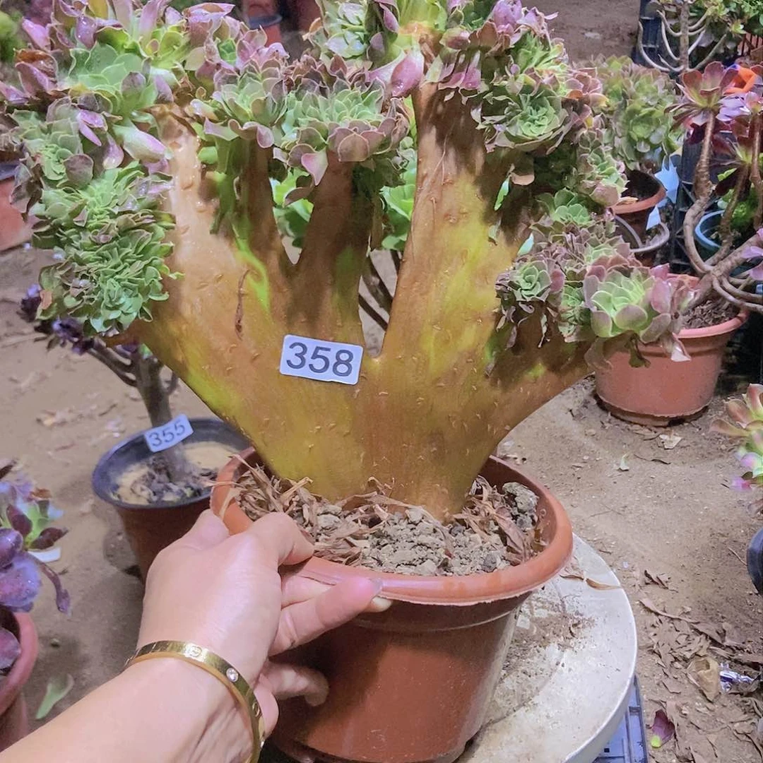 358玫瑰法师缀法师老板子