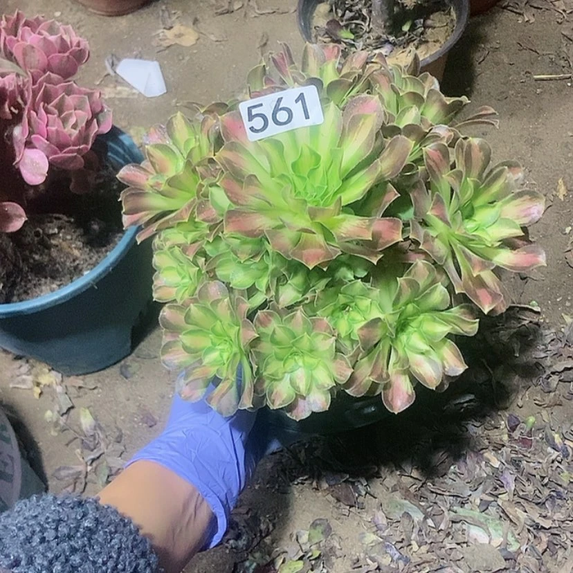 【闪购商品】561韶华手捧老庄?