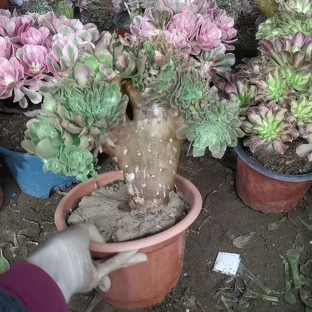 玫瑰缀法师488...