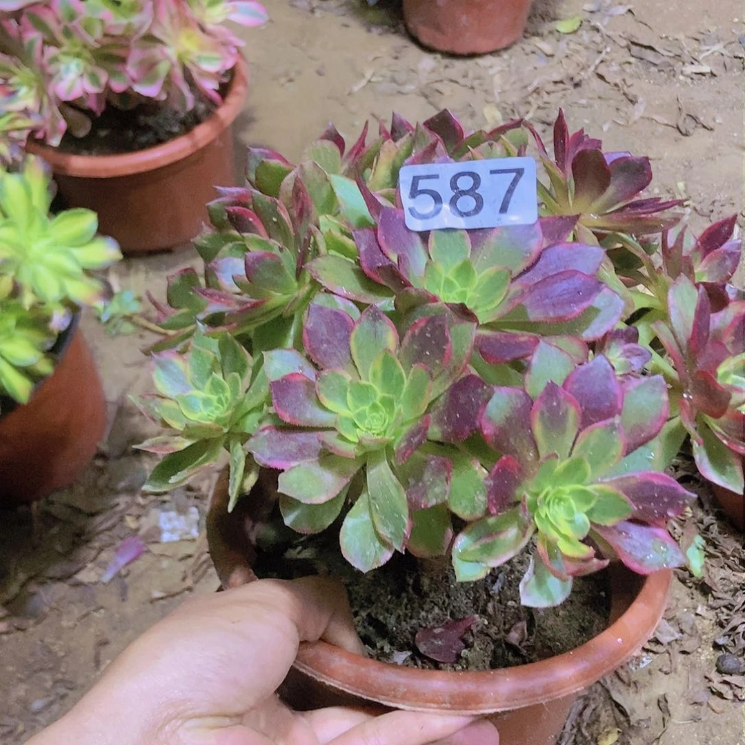 587万黄老庄法师法师