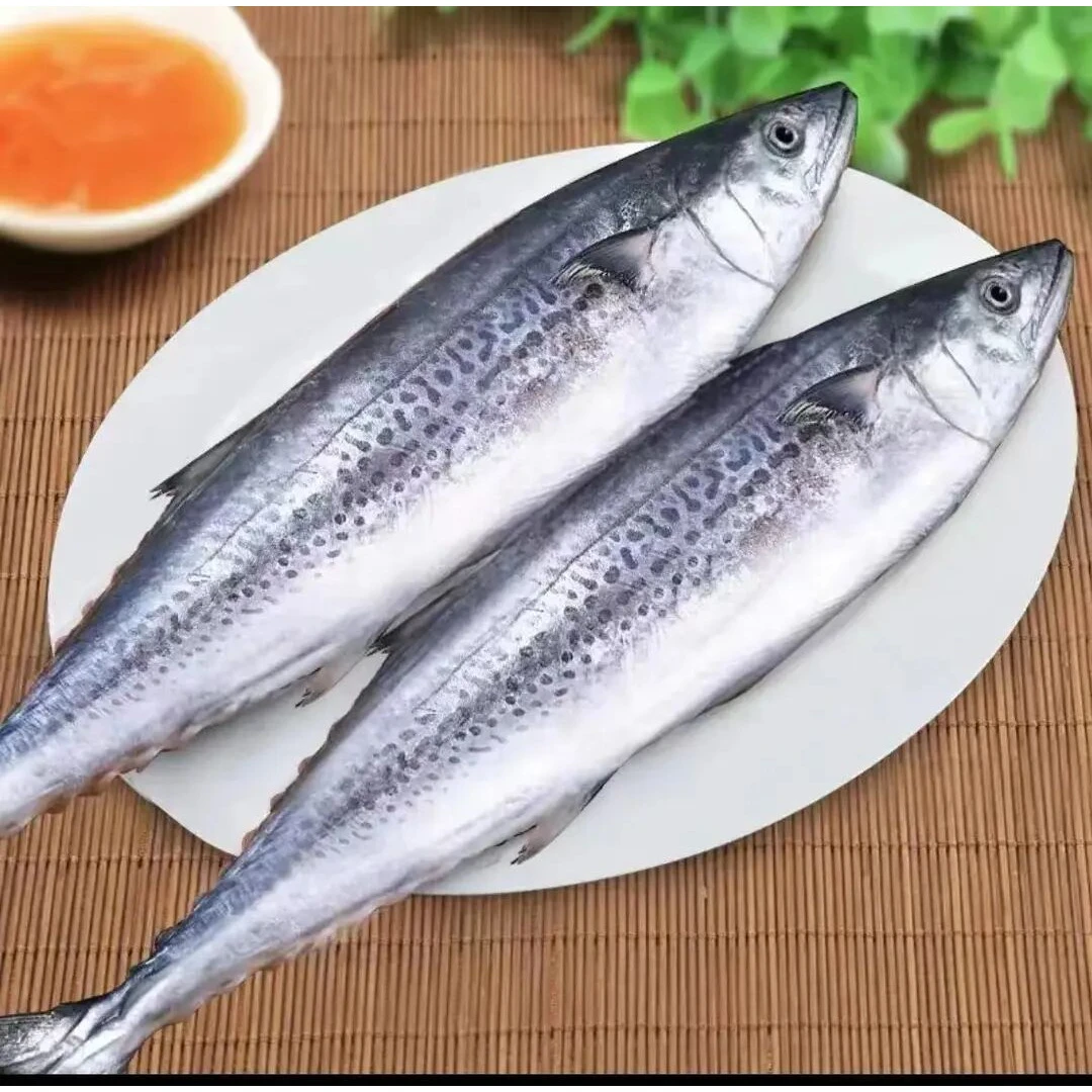 <东海优品>东海野生马鲛鱼海鲜（规格大小以直播间为准2000G）