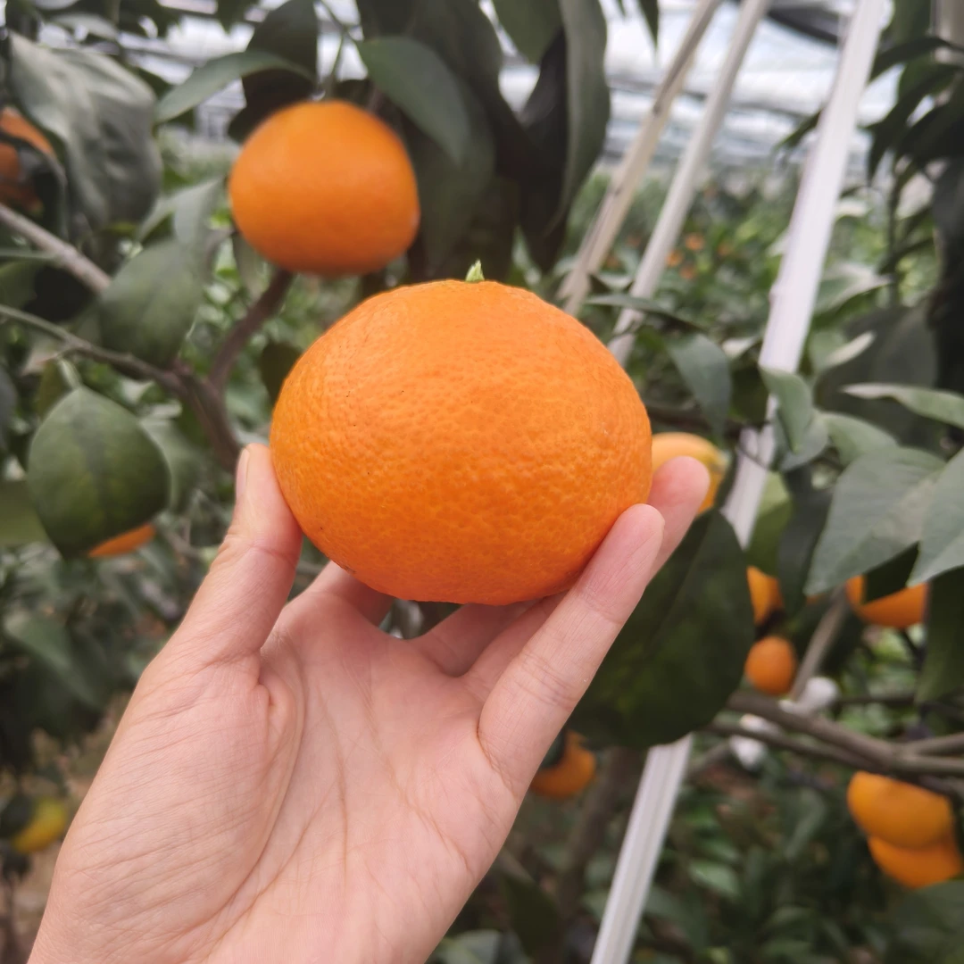 红美人限购一单直播间专属5颗装顺丰包邮